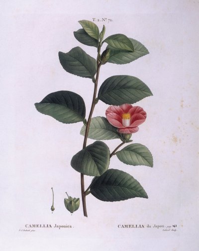Kamelya (Camellia japonica), Henry Louis Duhamel du Monceau, Pierre Joseph Redouté tarafından botanik plaka by Pierre Joseph Redouté