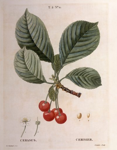 Kiraz (Cerasus), Henry Louis Duhamel du Monceau, Pierre Joseph Redouté tarafından botanik plaka by Pierre Joseph Redouté