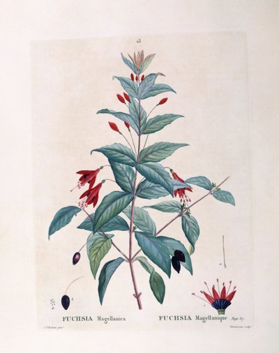 Fuşya (Fuşya magellanica), Henry Louis Duhamel du Monceau, Pierre Joseph Redouté tarafından botanik plaka by Pierre Joseph Redouté