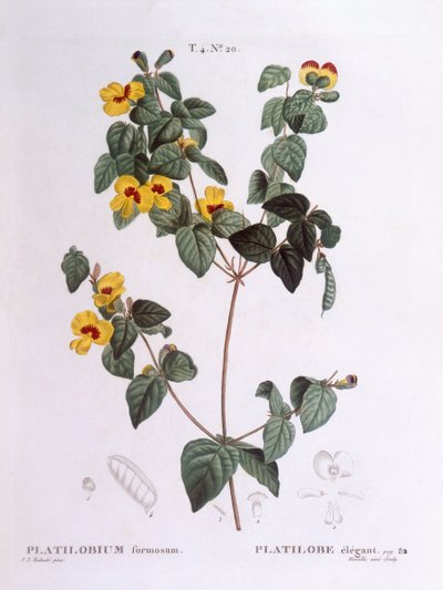 Yakışıklı bezelye (Platylobium formosum), Henry Louis Duhamel du Monceau, Pierre Joseph Redouté
