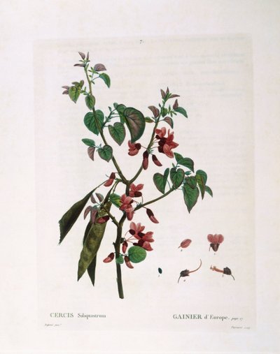 Judas Tree (Cercis siliquastrum), Henry Louis Duhamel du Monceau, Pierre Joseph Redouté