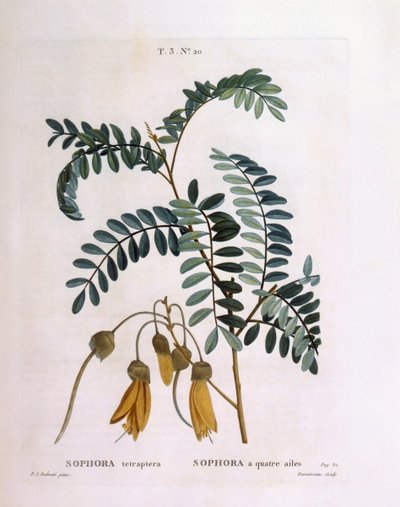 Kowhai (Sophora tetraptera veya Edwardsia grandiflora), Henry Louis Duhamel du Monceau, Pierre Joseph Redouté tarafından botanik plaka by Pierre Joseph Redouté