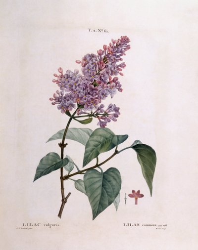 Leylak (Syringa vulgaris), Henry Louis Duhamel du Monceau, Pierre Joseph Redouté