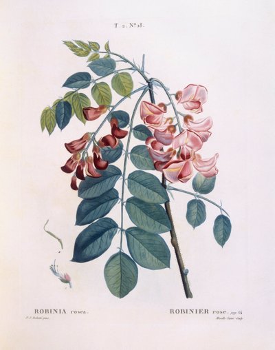Locust (Robinia rosea), Henry Louis Duhamel du Monceau, Pierre Joseph Redouté tarafından botanik plaka by Pierre Joseph Redouté