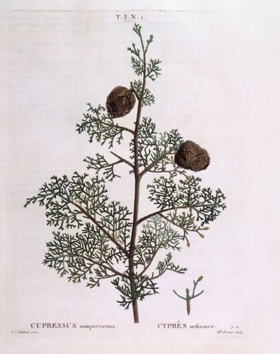 Akdeniz Selvi (Cupressus sempervirens), Henry Louis Duhamel du Monceau, Pierre Joseph Redouté tarafından botanik plaka by Pierre Joseph Redouté