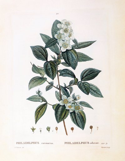 Sahte portakal (Philadelphus koronarius), Henry Louis Duhamel du Monceau, Pierre Joseph Redouté