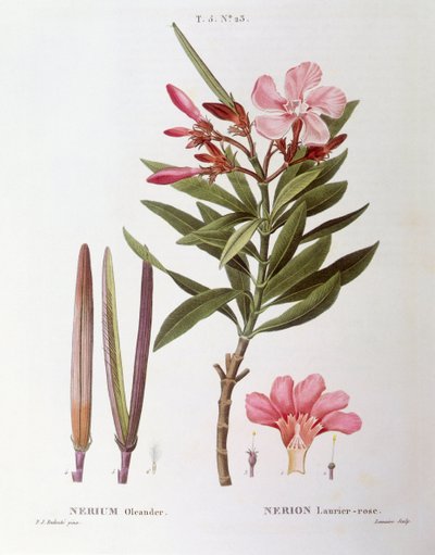 Zakkum (Nerium zakkum), Henry Louis Duhamel du Monceau, Pierre Joseph Redouté tarafından botanik plaka by Pierre Joseph Redouté