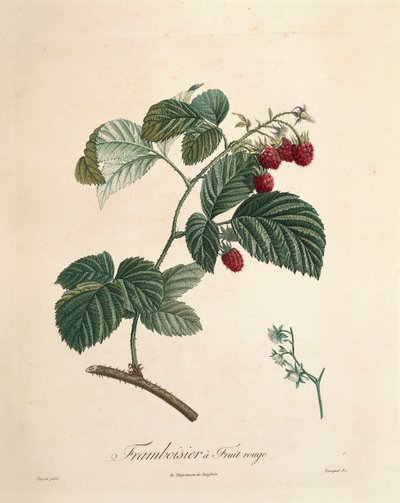 Ahududu, Pierre Joseph Redoute (1759-1840) by Pierre Joseph Redouté