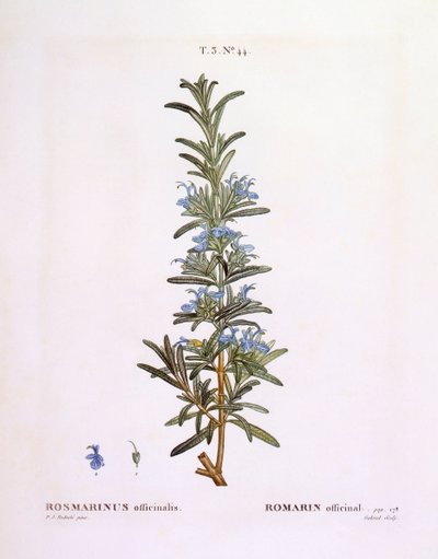 Biberiye (Rosmarinus officinalis), Henry Louis Duhamel du Monceau, Pierre Joseph Redouté