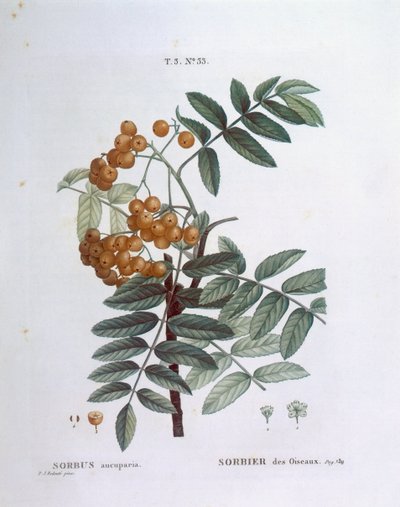 Rowan veya Avrupa üvez (Sorbus aucuparia), Henry Louis Duhamel du Monceau, Pierre Joseph Redouté tarafından botanik plaka by Pierre Joseph Redouté