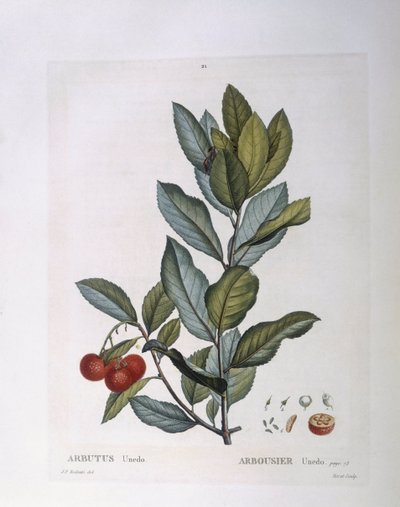 Çilek ağacı (Arbutus unedo), Henry Louis Duhamel du Monceau, Pierre Joseph Redouté