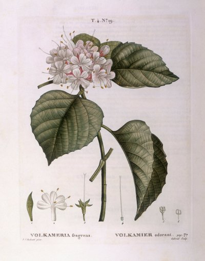 Volkameria kokuları Henry Louis Duhamel du Monceau, Pierre Joseph Redouté