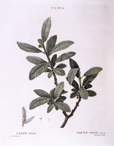 Söğüt (Salix lanata), Henry Louis Duhamel du Monceau, Pierre Joseph Redouté tarafından botanik plaka by Pierre Joseph Redouté