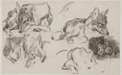 Fas köpekleri üzerinde araştırmalar. by Pierre Andrieu