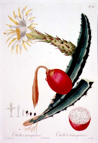 Cactus Triangularis, 