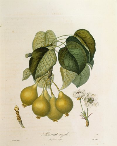 Antoine Poiteau tarafından Muscat Kraliyet Kayısı by Pierre Antoine (after) Poiteau