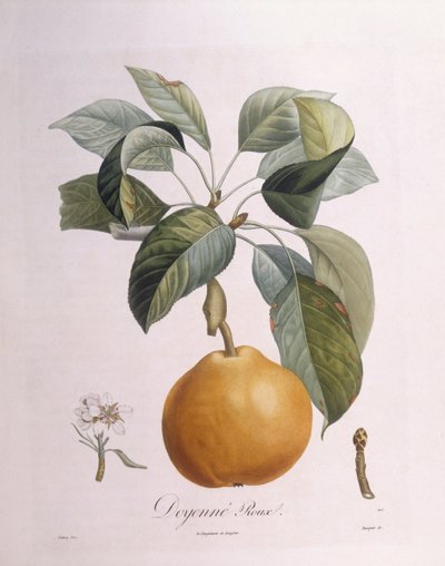 Armut "Doyenné roux" Henry Louis Duhamel du Monceau, Pierre Antoine Poiteau