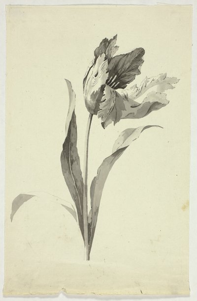 Lale by Pierre Antoine Mongin