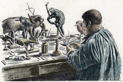 Tahnitçilik: Bir tahnitçi atölyesinde hayvanları doldurdu by Pierre Calmettes
