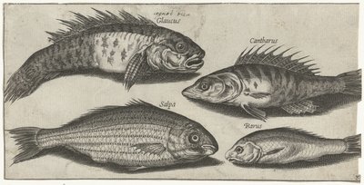 Bockfish, levrek, kayabalığı ve bilinmeyen bir balık Balık tutma (dizi adı) Piscivm vivae simgeleri (seri başlığı) by Pierre Firens