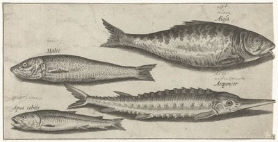 Shad, mersin balığı, kokusu ve ringa balığı Balık tutma (dizi adı) Piscium vivae simgeleri (seri başlığı) by Pierre Firens