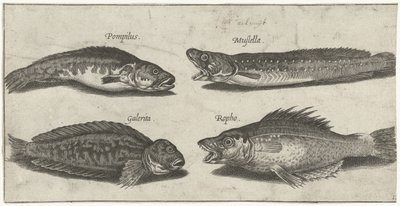 Çatal morina, orfoz, boynuzlu blenny ve siyah bir balık Balık tutma (dizi adı) Piscivm vivae simgeleri (seri başlığı) by Pierre Firens