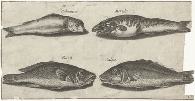Kaya balığı, bogo, mezgit ve başka bir balık Balık tutma (dizi adı) Piscivm vivae simgeleri (seri başlığı) by Pierre Firens