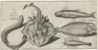 Ray, deniz feneri, karides ve diğer iki balık Balık tutma (dizi adı) Piscivm vivae simgeleri (seri başlığı) by Pierre Firens