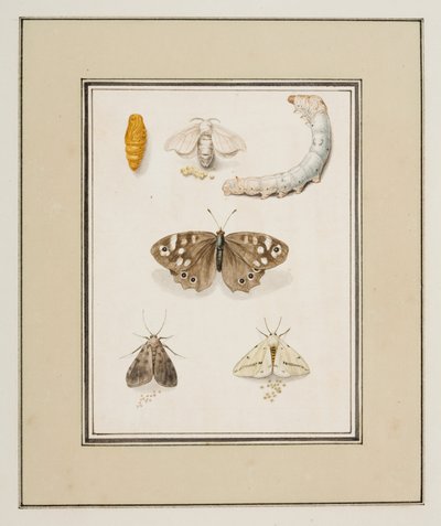 Kelebekler, Güveler ve Tırtıllar, c.1755-65 (kağıt üzerine suluboya) by Pierre Francois Ledoulx