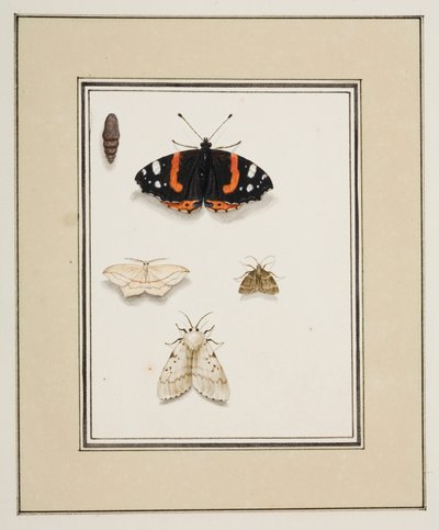 Kelebekler, c.1755-65 (kağıt üzerine suluboya) by Pierre Francois Ledoulx