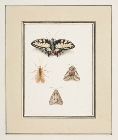 Kırlangıçkuyruklu Kelebek, Mayfly ve İki Güve, c.1755-65 (kağıt üzerine suluboya) by Pierre Francois Ledoulx