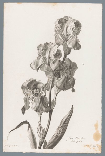 Dalmaçyalı iris Açık mavi iris / İris pallida (nesne üzerindeki başlık) Doğadan çizilen çiçekler (...) (dizi adı) by Pierre François Legrand