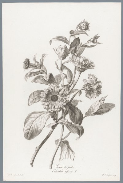 Goudsbloem Marigold / Calendula Officinalis L. (nesne üzerindeki başlık) Doğadan çizilmiş çiçekler (...) (dizi başlığı) by Pierre François Legrand