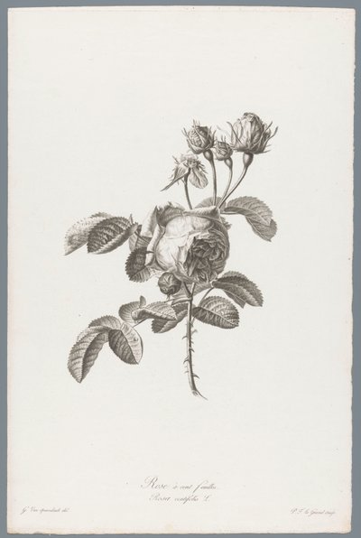 Honderdbladige roos Yüz Yaprak Gül / Rosa centifolia L. (nesne üzerindeki başlık) Doğadan çizilen çiçekler (...) (dizi başlığı) by Pierre François Legrand