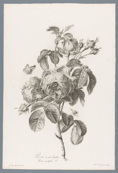 Honderdbladige roos Yüz yapraklı gül / Rosa centifolia L. (nesne üzerindeki başlık) Doğadan çizilen çiçekler (...) (dizi adı) by Pierre François Legrand