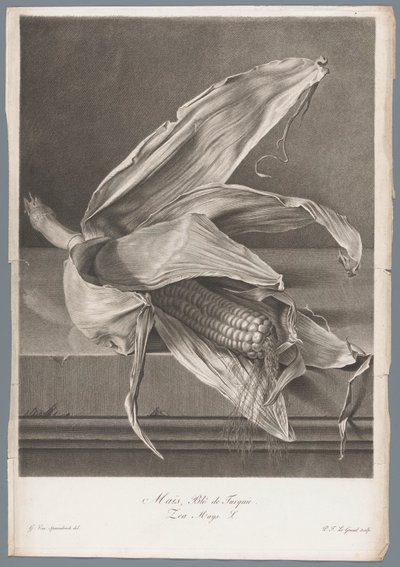 Mısır Mısır, Türk Buğdayı / Zea Mays L. (nesne üzerindeki başlık) Doğadan çizilen çiçekler (...) (dizi adı) by Pierre François Legrand