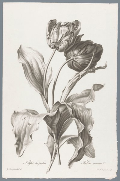 lale Garden Tulip / Tulipa gesneriana L. (nesne üzerindeki başlık) Doğadan çizilen çiçekler (...) (dizi adı) by Pierre François Legrand