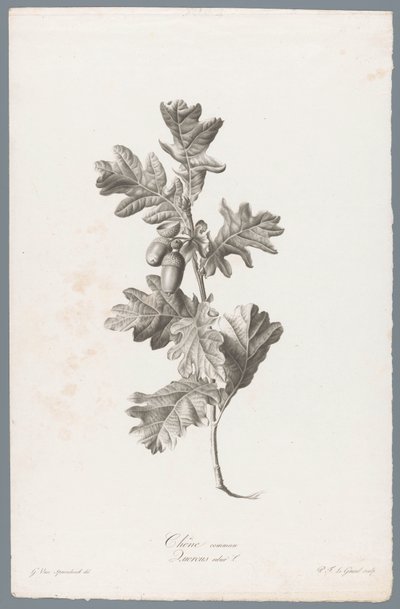 Zomerik Ortak meşe / Quercus robur L. (nesne üzerindeki başlık) Doğadan çizilen çiçekler (...) (dizi adı) by Pierre François Legrand