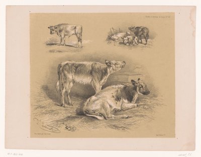 Üç sığır çalışması Cooper'ın hayvan çalışmaları (seri başlığı) Études d'Animaux de Cooper (nesne üzerine seri başlığı) by Pierre Frédéric Lehnert