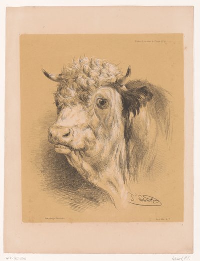 Cooper'ın Öküz Hayvan Çalışmaları Çalışması (dizi başlığı) Études d'Animaux de Cooper (nesne üzerine dizi başlığı) by Pierre Frédéric Lehnert