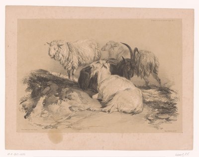 Koyun ve keçilerin incelenmesi Cooper'ın hayvan çalışmaları (seri başlığı) Études d'Animaux de Cooper (nesne üzerine seri başlığı) by Pierre Frédéric Lehnert
