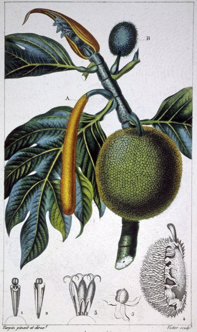 ekmek meyve by Pierre Jean Francois (after) Turpin