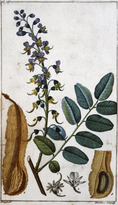 Peru Balzamı by Pierre Jean Francois (after) Turpin