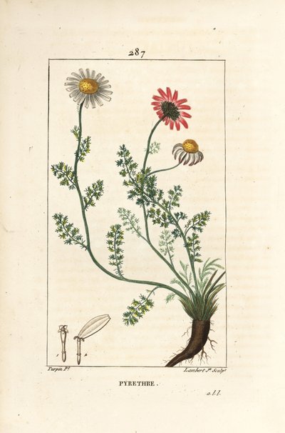Afrika Pyrethrum - İspanya Pellitory, Anthemis pyrethrum (Anacyclus pyrethrum) çiçekler, yaprak, sap ve kökler ile. Chaumeton, Poiret ve Cham