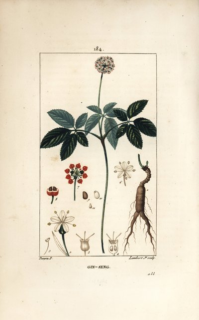 Amerikan ginseng ou a cinq broşürleri - Ginseng, Panax quinquefolium, çiçek, yaprak, tohum ve kök ile. Chaumeton, Poiret ve Chamberet