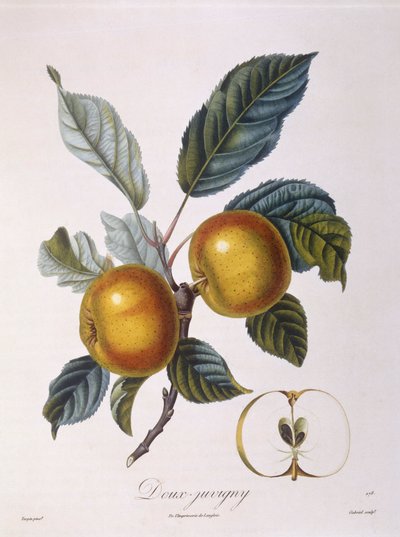 Elma "Doux-Juvigny" Henry Louis Duhamel du Monceau, Pierre Jean Francois Turpin tarafından botanik plaka by Pierre Jean Francois Turpin