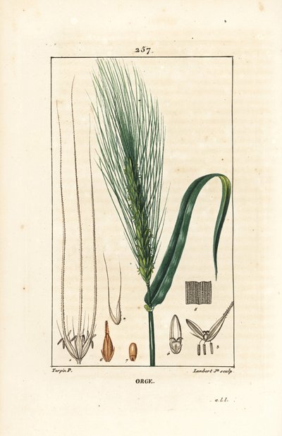 Arpa - Arpa, Hordeum vulgare, sap, yaprak ve tohum başaklarını gösterir. Chaumeton, Poiret ve Chamberet