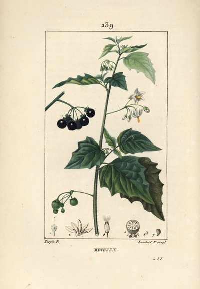 Kara itüzümü, köpek katili veya kurt üzümü - Kara itüzümü, Solanum nigrum. Chaumeton, Poiret ve Chamberet