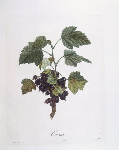 Frenk üzümü (Ribes nigrum) veya frenk üzümü Noir de Bourgogne Henry Louis Duhamel du Monceau, Pierre Jean Francois Turpin tarafından botanik plaka by Pierre Jean Francois Turpin