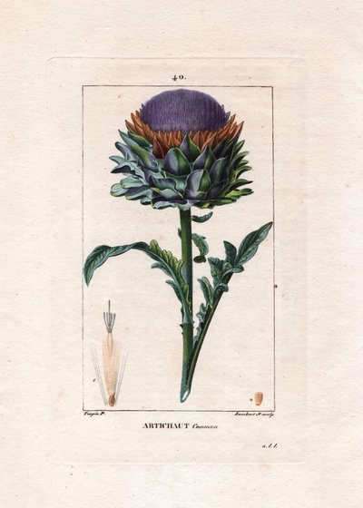 Botanik: enginar - Enginar bitkisi, yaprakları ve çiçeği, Cynara cardunculus. Chaumeton